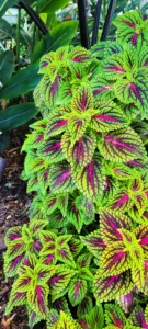 Photo of the Day: Coleus Thrives